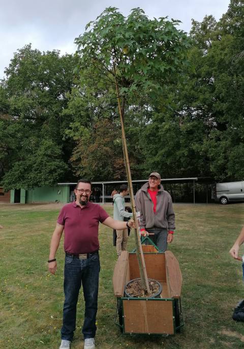 The arrival of the tree from the nursery