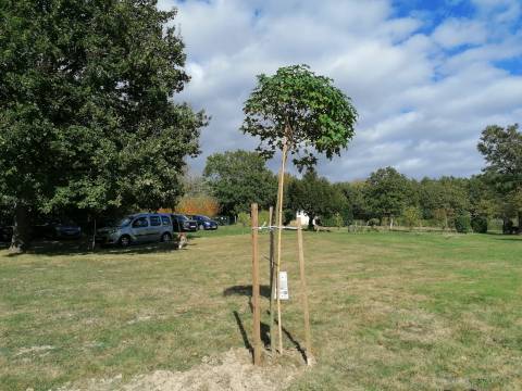 The tree in place